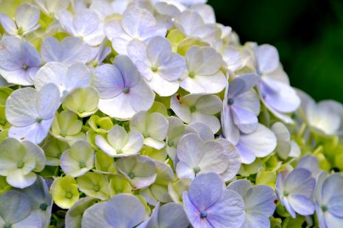 hydrangea flower flora