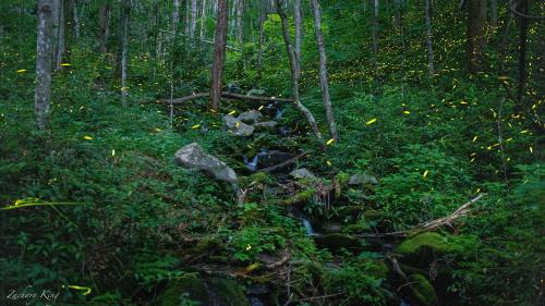 Synchronous Fireflies - Great Smoky Mountains