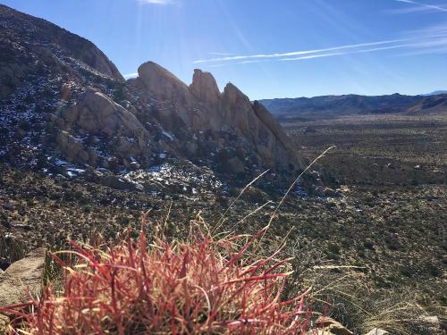 Alien landscape, Joshua Tree National Park, CA