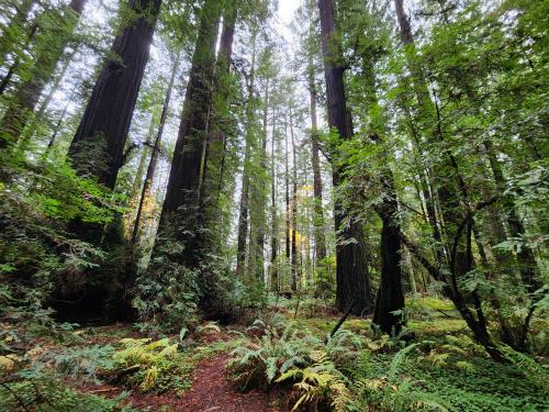 The Forest Moon of Endor, Humboldt County, CA