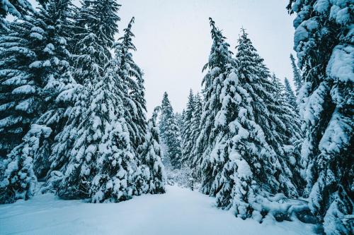 Fresh blanket of snow in central Oregon   @zanexdaniel