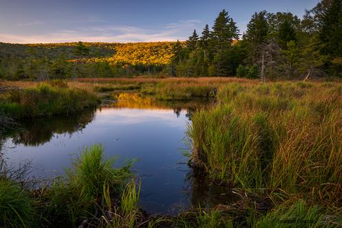 Spruce-lined bog in the West Virginia Highlands