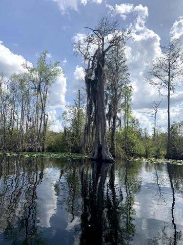 Okefenokee Swamp, South Georgia