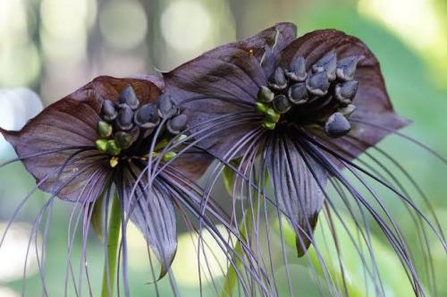 Tacca chantrieri, commonly known as black bat flower.