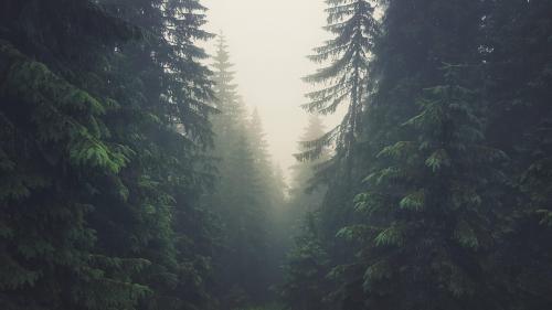 Forest in Tatra mountains, Slovakia