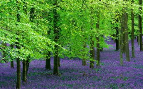 Green And Purple forest