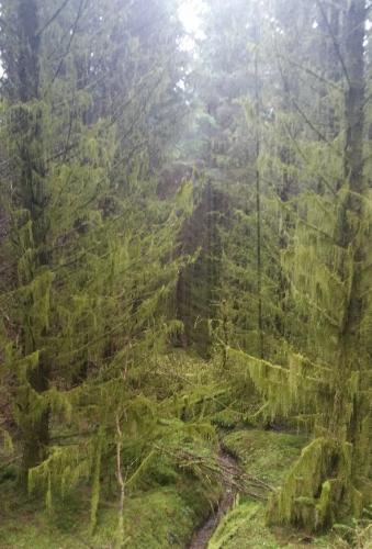 Glen Massan Forest, Argyll, Scotland.