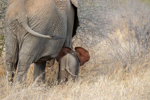 The elephant spends time with the baby in the forest