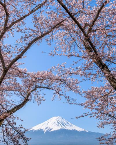 Cherry Blossoms with Mount Fuji - Yamanashi