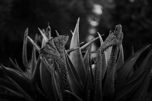 Blossoms, I think of some sort of agave, at the Baha'i Gardens