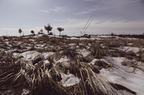 February thaw reveals the grass underneath. South Baymouth, ON, Canada