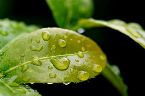 leaves water drop