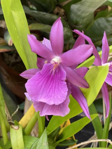 Orchid - Miltonia