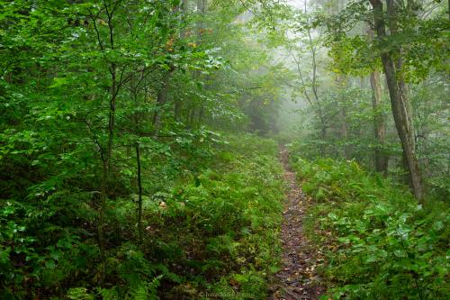 Trail in a wet &amp; foggy forest. WV Highlands USA
