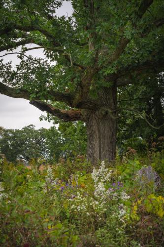 Old oak and wildflowers on a Wisconsin oak savanna