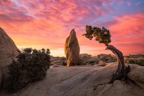 Penguin Rock In Joshua Tree During Sunrise