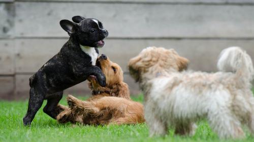 Puppies are in playing moods