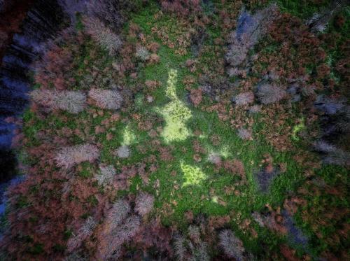 Green Amongst The Winter In The Swamp- Texas