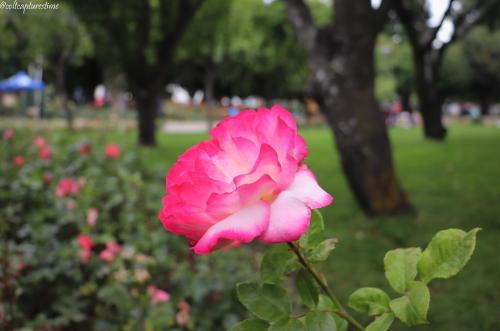 Some type of wild rose in Patagonia. Taken in Coyhaique, Chile.