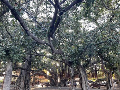 Banyan Tree, Maui, HI