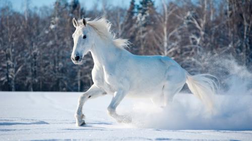 White Horse Running in Nature Snow Field Scenery