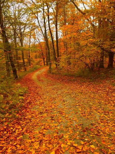 Autumn Forest Road in Goshen, CT  [3024x4032]