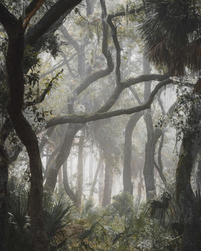 Jurassic Forest, St Petersburg, Florida.