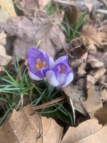 First crocuses of the year are a little early. They bloomed before the snowdrops this year.