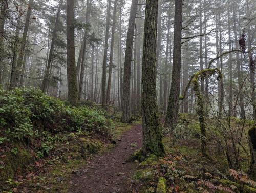 Also foggy woodland, Vancouver Island.