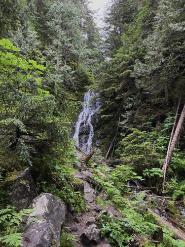 chun t’oh whudujut rainforest in british columbia, canada