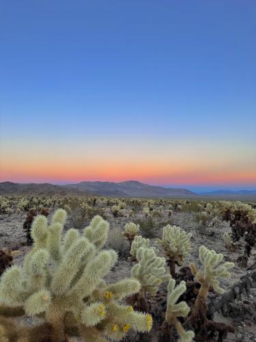 Sunset over the Cholla sea, Joshua tree, CA