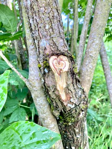 British Columbia backyard branch broken by wind sends love still ❤️and regrow it will