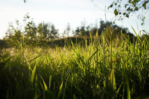 Grassy plains in Pembrokshire, Wales, UK