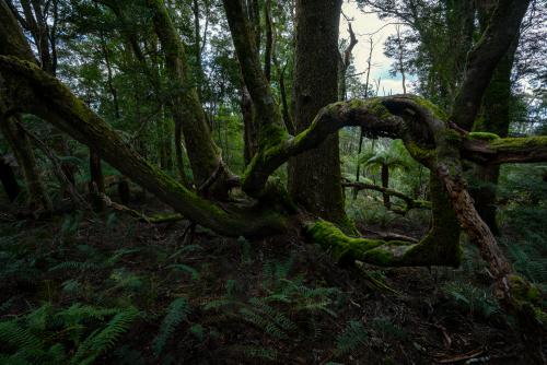 "Entangled" Tasmania, Australia.