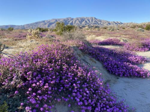 anza-borrego, ca