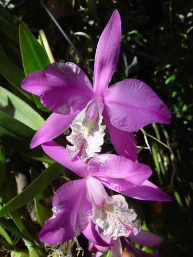 Laelia Speciosa, Mexican Orchid