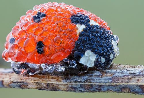 Ladybug covered in dew