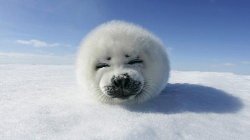 Cute white baby seal