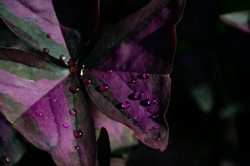 Oxalis Triangularis, "Purple Shamrocks", 