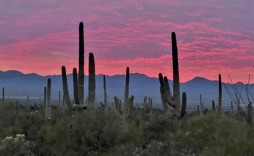 Saguaro Sunset, Tucson Arizona