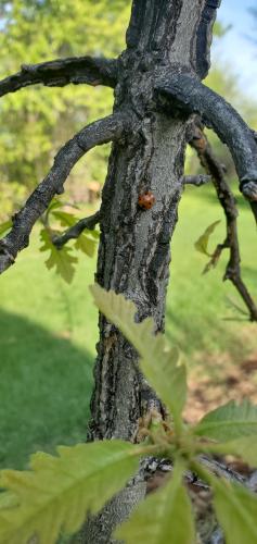 Baby oak, hanging out with a spring ladybug.