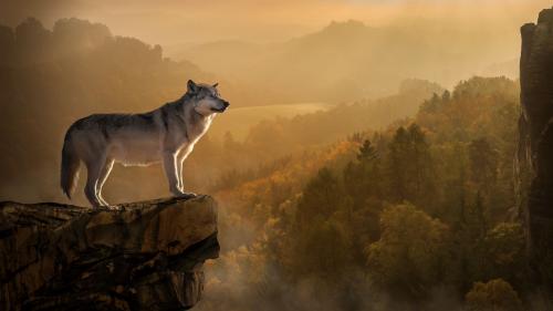 wolf rock precipice