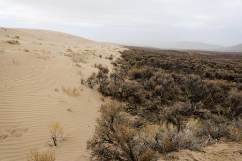 Where the sage meets the sand. Wyoming.