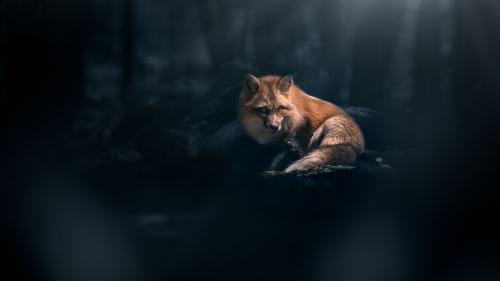 fox for desktop, forest, dark theme, majestic, predator, wild