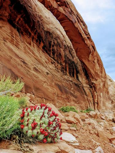 Longbow Arch, Utah, USA