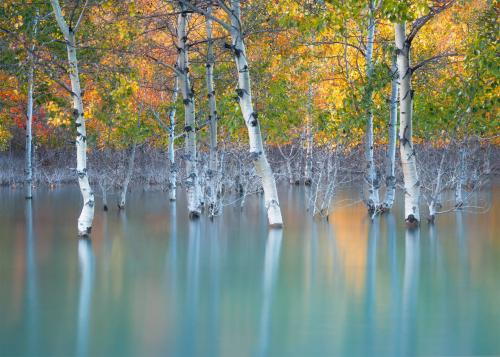 Sunken Trees in Alberta, Canada