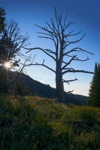 A bare tree soaking up the first light. Dunraven Pass, Wyoming