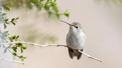 Posing Hummingbird