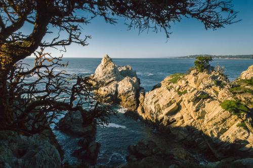 Cypress Framed. Carmel by the Sea CA.