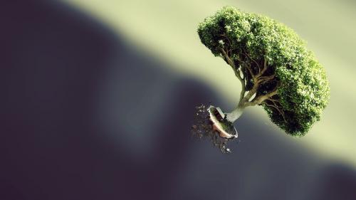 Floating Bonsai